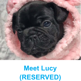 Meet Lucy (RESERVED)