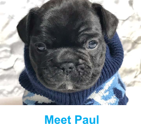 Meet Paul