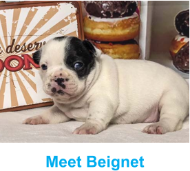 Meet Beignet