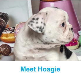 Meet Hoagie