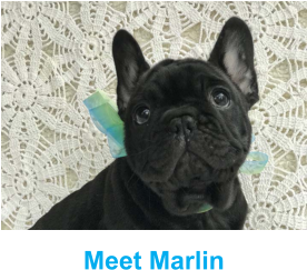 Meet Marlin