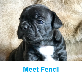 Meet Fendi