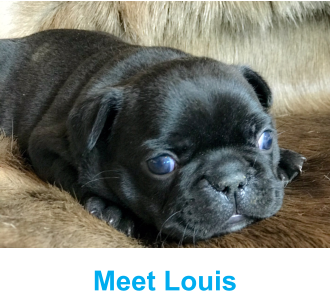 Meet Louis